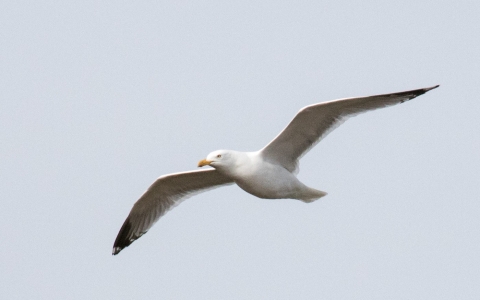 A herring gull with wings outstretched flying across a clear sky