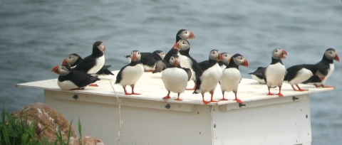 Atlantic Puffins on top of blind