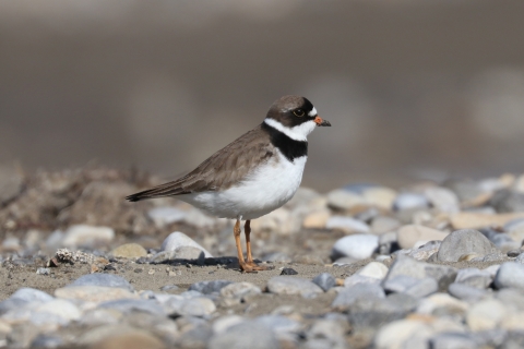 a brown and white bird with black banding
