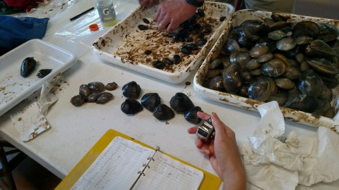 Measuring and tagging mussels