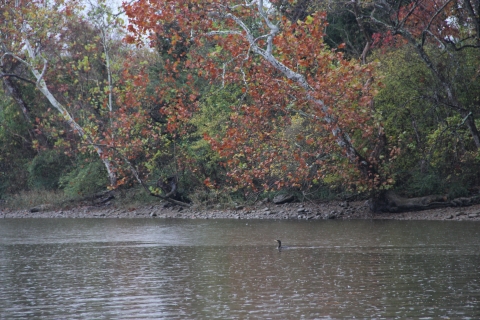 Fall foliage and duck along river