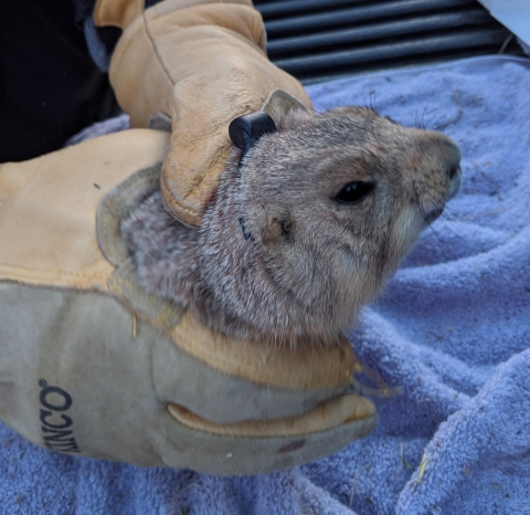 a prairie dog wearing a radio telemetry collar and held by gloved hands