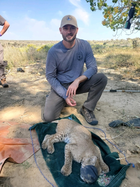 A man kneeling over a bobcat laying on a towel with a black hood on