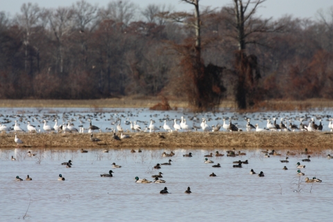 Several different waterfowl species resting in water.