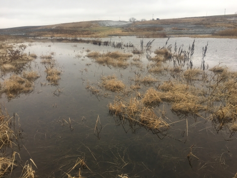 Wetland and grasses on a grey winter day