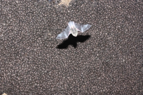 A bat flying beneath a large cluster of hibernating bats on a ceiling