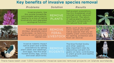 Chart of invasive species and native species 