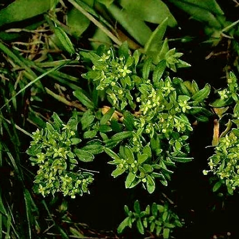 Island bedstraw