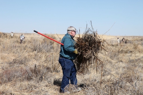 Refuge volunteer Jim Montgomery removes invasive phragmites from Bitter Lake National Wildlife Refuge in New Mexico. 