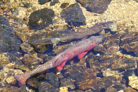 Two greenback cutthroat swimming in a clear stream