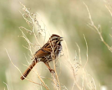  A small brown and white bird, called a song sparrow, is photographed in the Prairie Pothole region of North Dakota. 