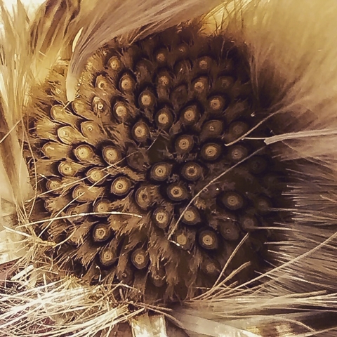 A close up of a yellow and brown thistle
