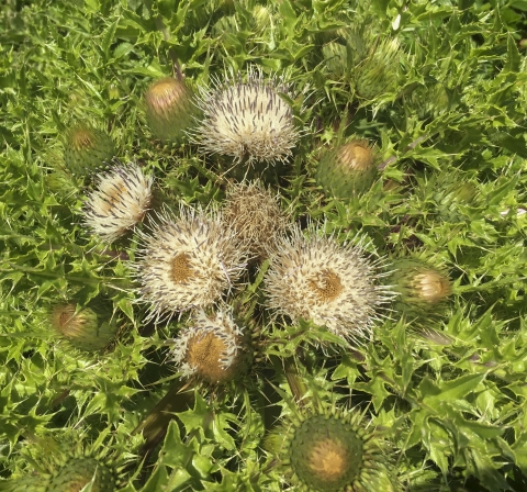 A plant with spikey yellow thistles
