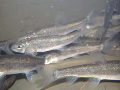 Lost River suckers, an endangered species, held in tanks for diet trials to determine nutritional requirements.