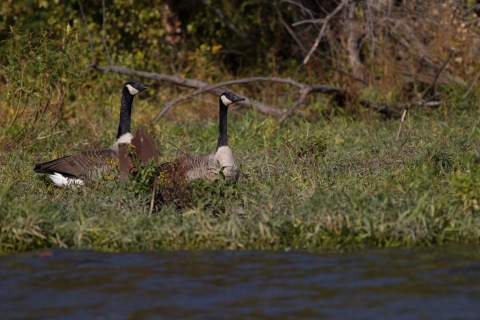 Two geese walking side by side along river