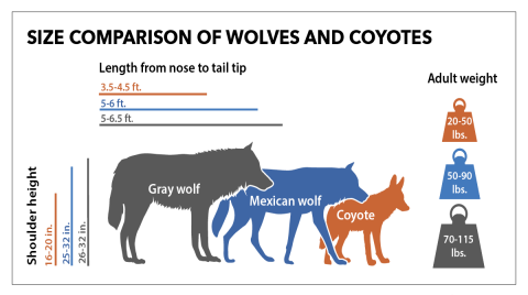 A graphic showing the relative sizes of gray wolves, Mexican wolves, and coyotes. Gray wolves are the largest, Mexican wolves are more slender and shorter, and coyotes are much smaller. 