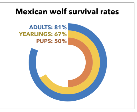 A circular chart showing Mexican wolf survival rates by developmental stage. Adults, 81%, yearlings, 67%, and pups, 50%. 