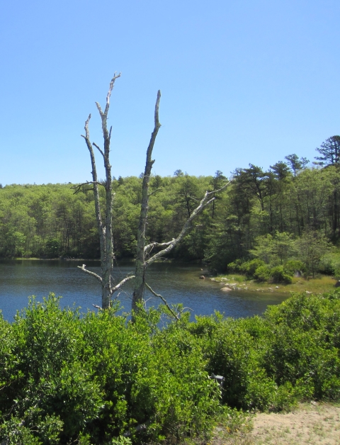 A dead tree with bushes below, with a waterbody and trees behind it