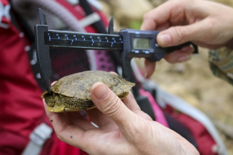 A measuring tool being used on a turtle shell