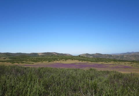 Photo of expansive field with green plants and purple flowers, with mountain range in background.