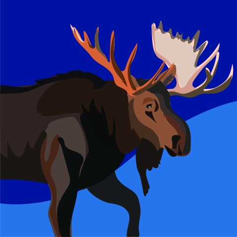 A large brownish black mammal with large antlers and a brown beard.