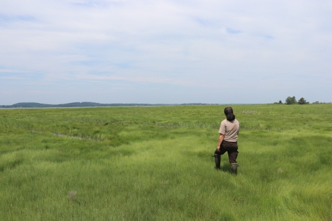 A woman, with her back to the camera, surveys an enormous green expanse of marsh. Small hills and a cluster of trees are visible on the horizon.