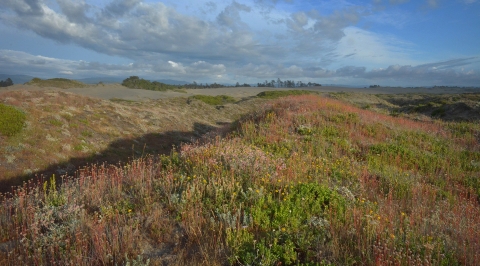 Landscape photo of a grassy dune