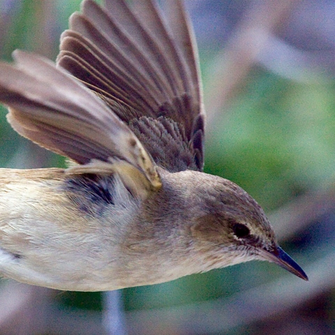 Nihoa millerbird