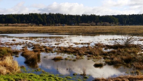 Ni-les'tun Marsh flooded in winter high tides