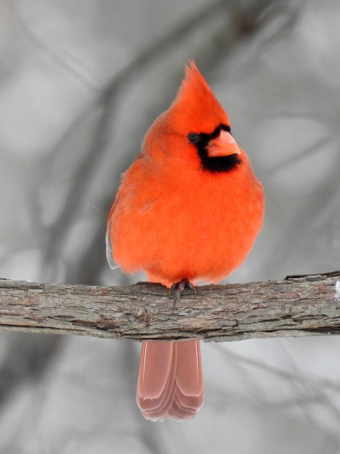 A vibrant red cardinal perched on a branch