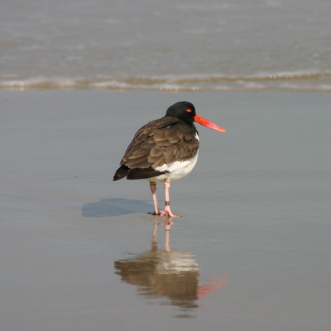 image of a shorebird on the beach