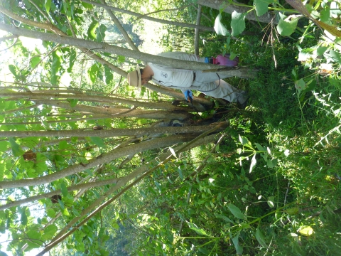 Staff treating invasive species with spray bottle