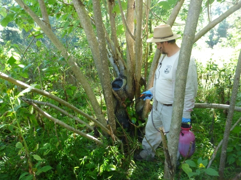 Staff treating invasive species with spray bottle