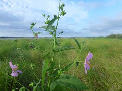 pink flowers in front of open marsh land