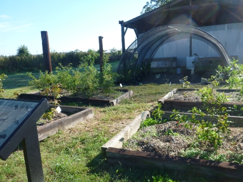 Tree Nursery