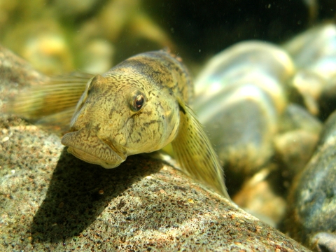 A small yellow fish with a large rounded mouth perches on a rock under water.
