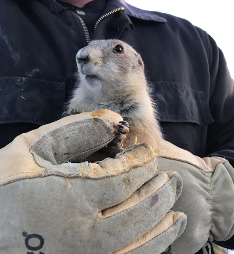 a prairie dog held by gloved hands