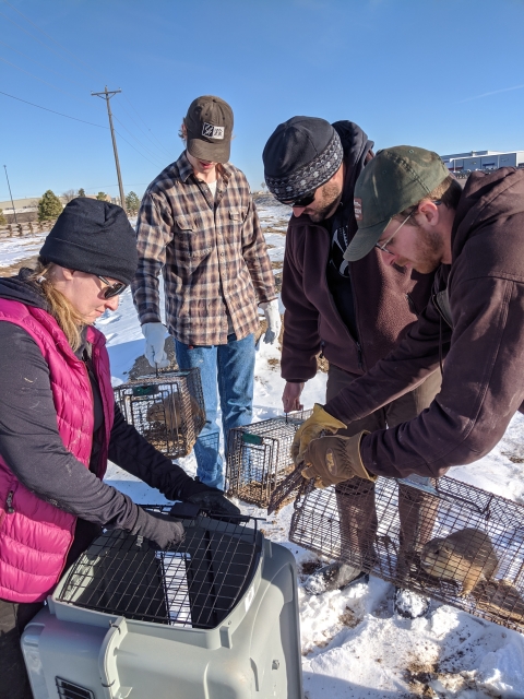 a group of people holding cages with prairie dogs and standing in the snow