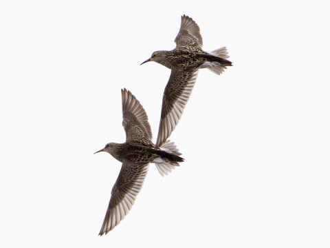 two brown birds in flight