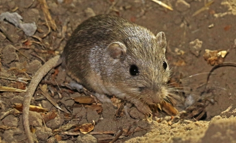 small brown mammal with long tail and large black eyes sits in dirt