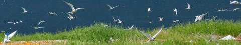 Petit Manan Island terns in flight