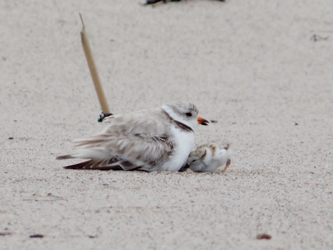 A piping plover feeds its chick on the beach