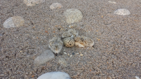  baby chicks and an egg on the beach