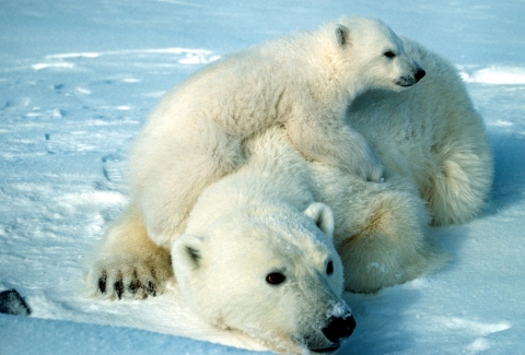 Polar bear mom and baby
