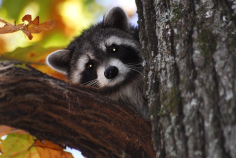 A racoon peaking out from behind a tree branch.