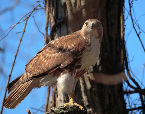 A red tailed hawk perched on a tree
