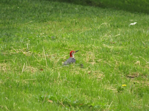 Red-bellied Woodpecker
