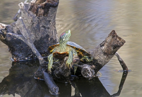 A green turtle with red markings sitting on a tree stump surrounded by water