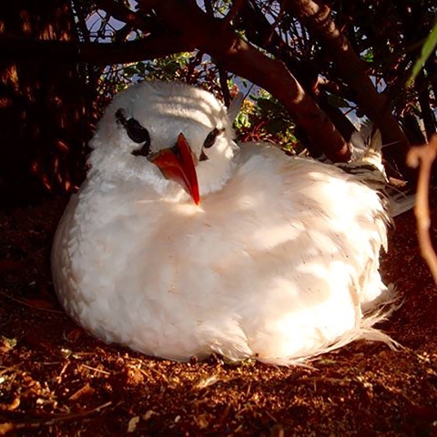 Red-tailed tropicbird