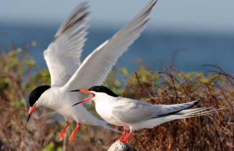 Two roseate terns land on a rocky surface